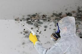 Skyline Ganipa, NM Mold Remediation Company